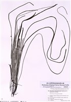 藏品(索藻)的圖片